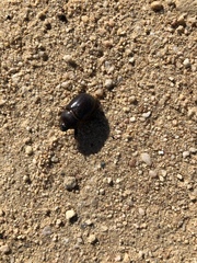 Temnorhynchus retusus