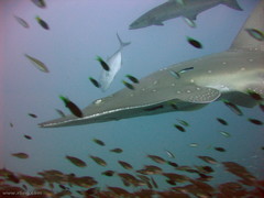 Rhynchobatus australiae