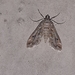 Acentropinae