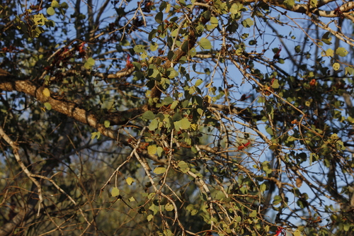 Jigal Tree (Lysiphyllum cunninghamii)