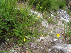 Ursinia trifida