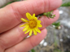 Ursinia trifida