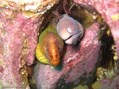 Gymnothorax thyrsoideus