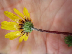 Ursinia trifida