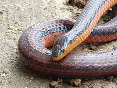 Adelphicos nigrilatum