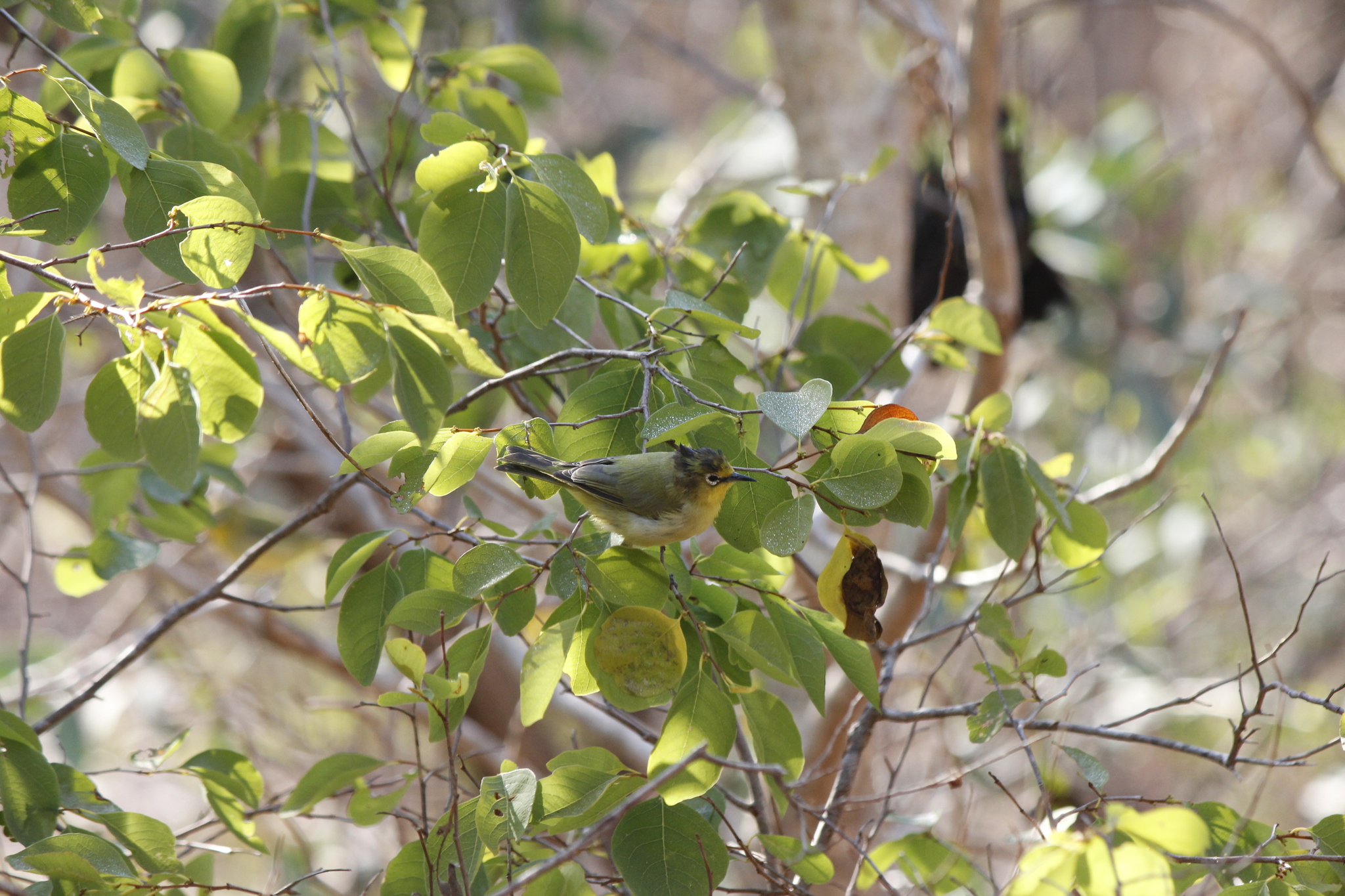 Canary White-eye (Zosterops luteus), photo 8