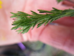 Ursinia trifida
