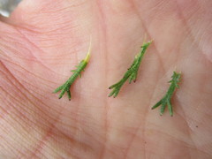 Ursinia trifida