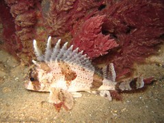 Centropogon australis