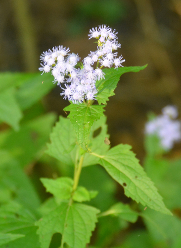 Mentha aquatica iNat (3)