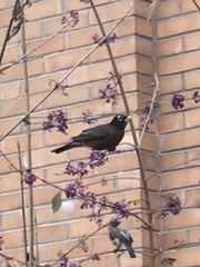 Turdus migratorius