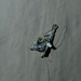 Glaphyriinae