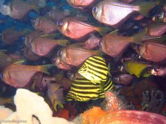 Pempheris compressa