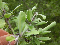 Condalia globosa