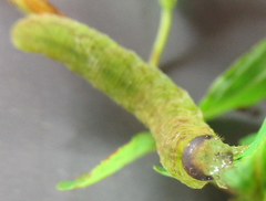 Tenthredo atra
