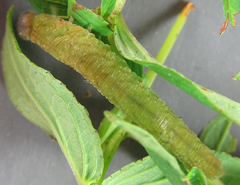 Tenthredo atra