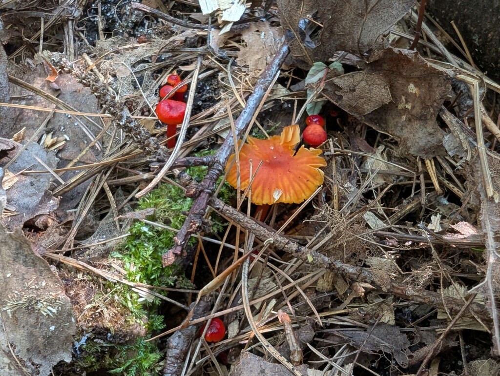 Hygrocybe subsect. Siccae