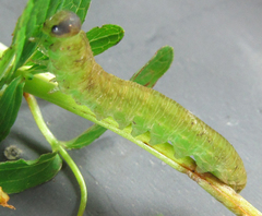 Tenthredo atra