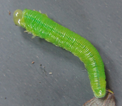 Tenthredo atra