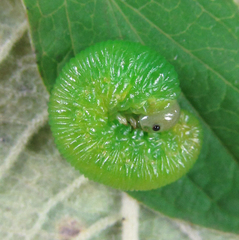 Tenthredo atra