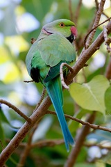 Psittacula krameri