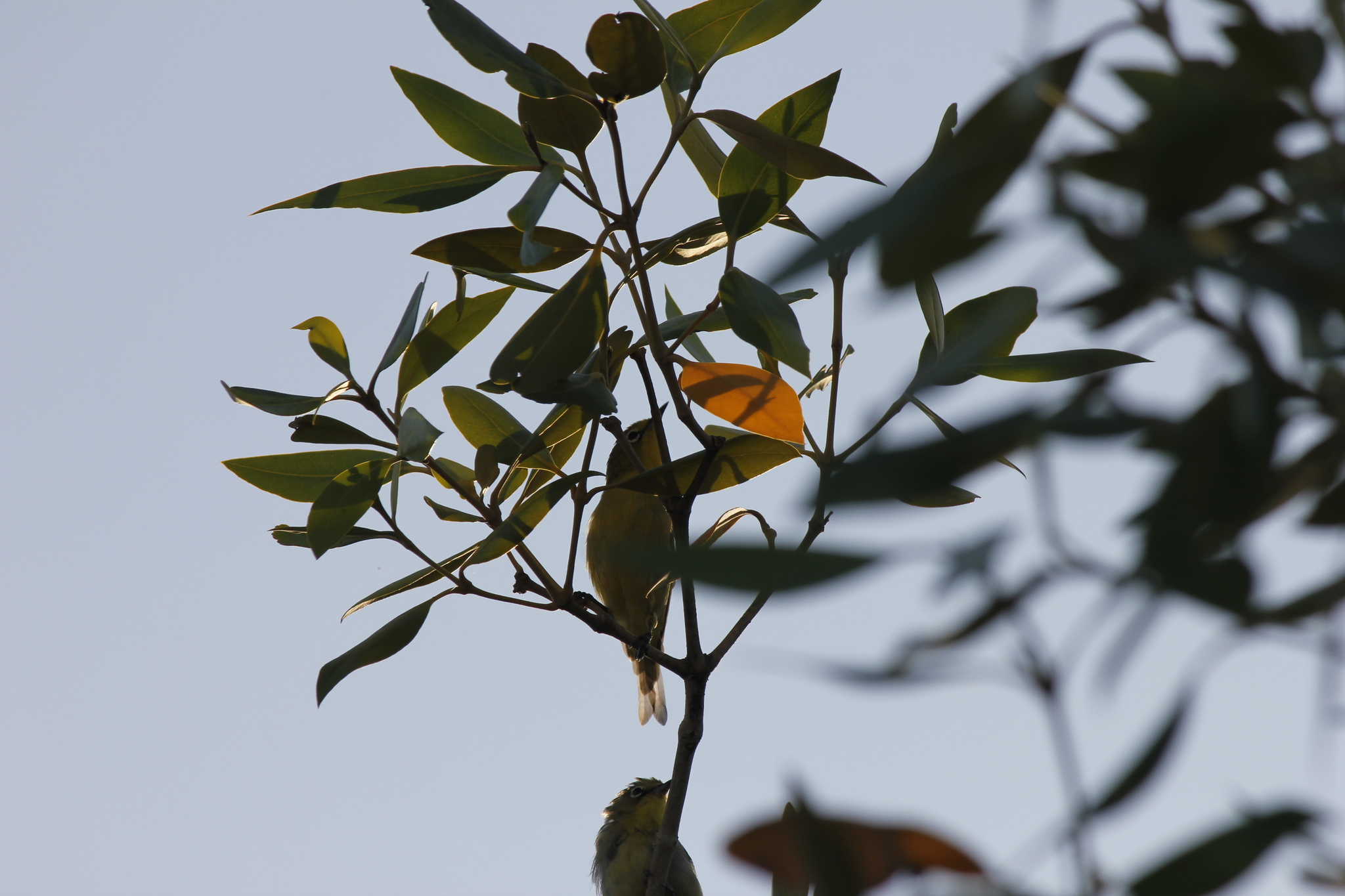 Canary White-eye (Zosterops luteus), photo 7