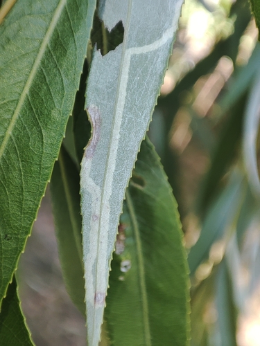 Phyllocnistis valentinensis
