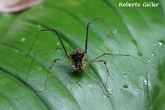 Progonyleptoidellinae