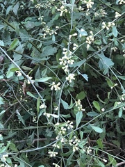 Baccharis glomeruliflora