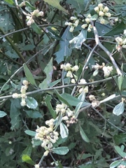 Baccharis glomeruliflora