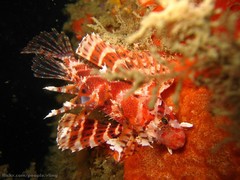 Dendrochirus brachypterus