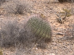 Ferocactus wislizeni