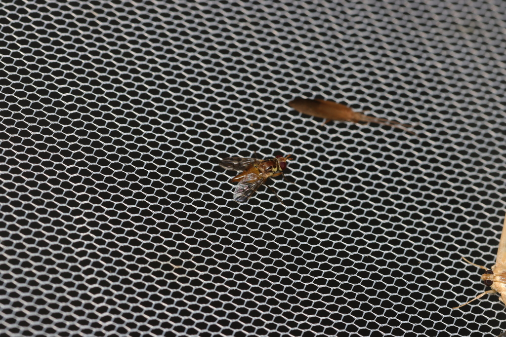 Adapsilia mandschurica