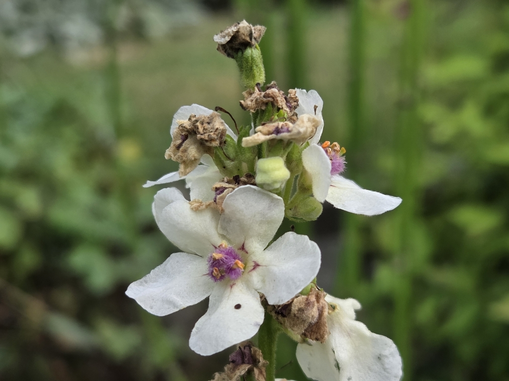 Verbascum nigrum, Deszkowice Drugie, 22-448, Polska