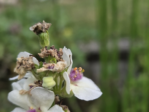 Verbascum nigrum