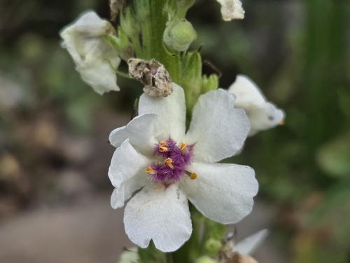 Verbascum nigrum