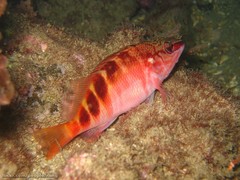 Hypoplectrodes maccullochi