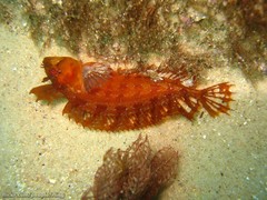Heteroclinus roseus