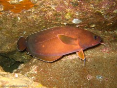 Lotella rhacina