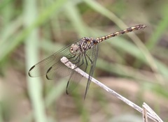 Dythemis nigrescens