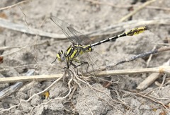 Phanogomphus militaris
