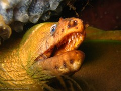 Gymnothorax prasinus