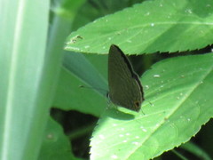 Jamides bochus formosanus