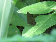 Jamides bochus formosanus