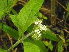 Tournefortia pubescens