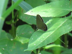 Jamides bochus formosanus