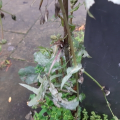 Sonchus oleraceus