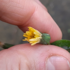 Sonchus oleraceus