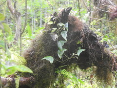 Passiflora colinvauxii