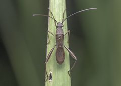 Riptortus linearis